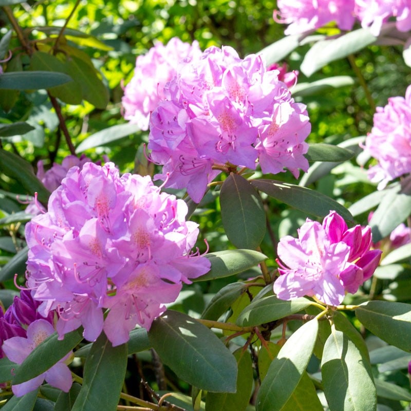 gespannen Open Woedend Rhododendron | Plantenzand.nl