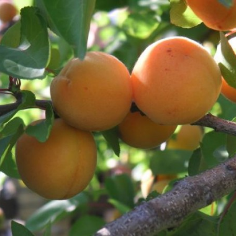 Abrikoos fruitboom - Prunus armeniaca Bredase -1