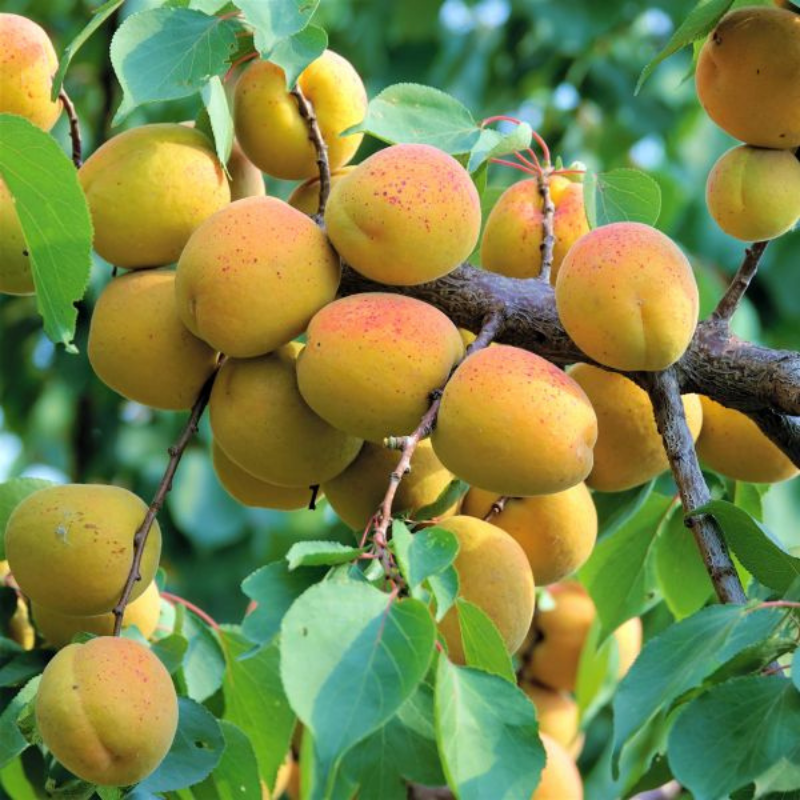 Abrikoos fruitboom - Prunus armeniaca Goldcot