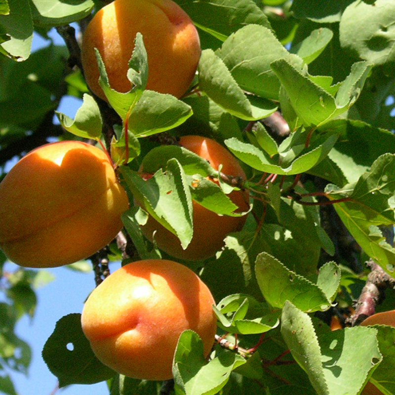 Abrikoos fruitboom - Prunus armeniaca Goldrich