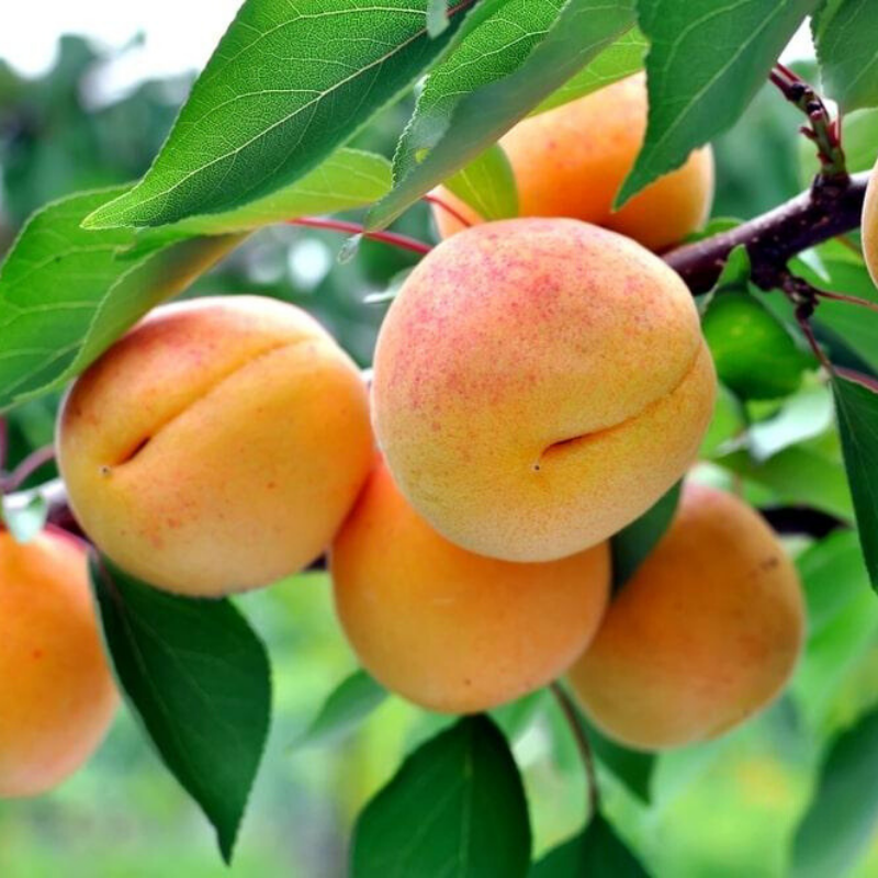 Abrikoos fruitboom - Prunus armeniaca Hongaarse