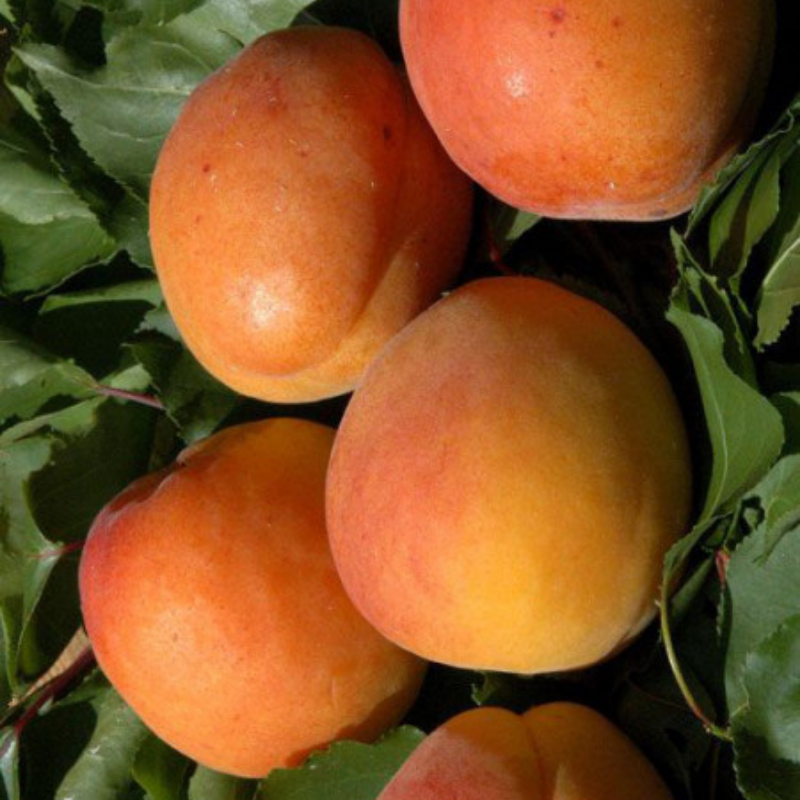 Abrikoos fruitboom - Prunus armeniaca Nancyaprikoos