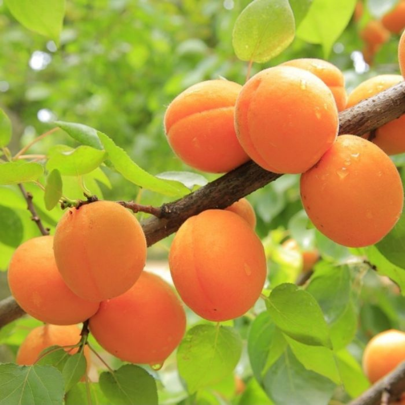 Abrikoos fruitboom - Prunus armeniaca Tros Oranje