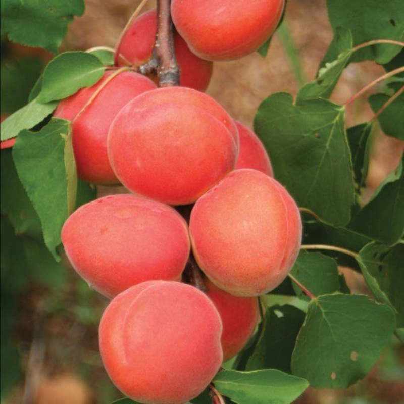 Abrikoos fruitboom - Prunus armeniaca Vigama