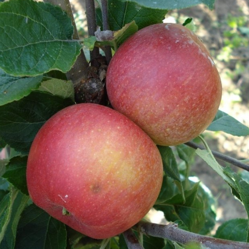 Appel fruitboom - Malus domestica Alkmene