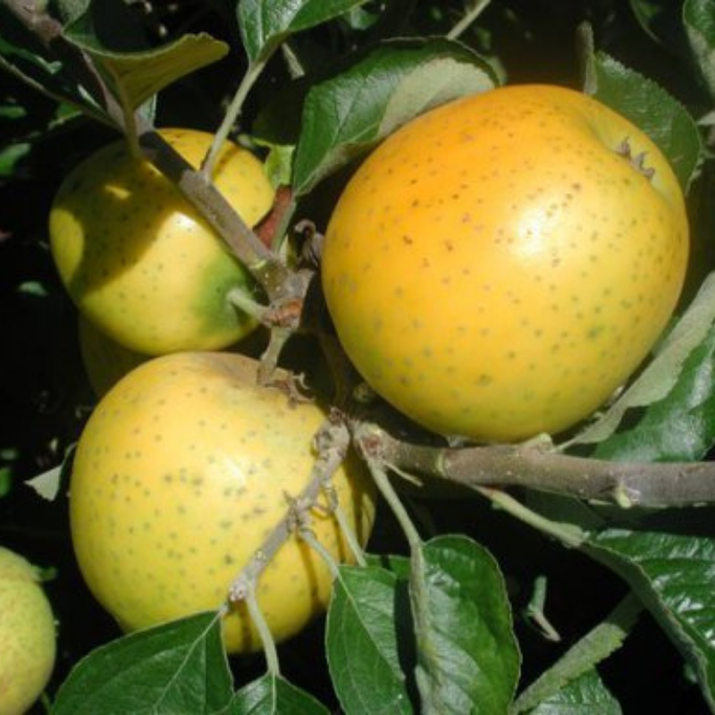 Appel fruitboom - Malus domestica Ananas Reinette