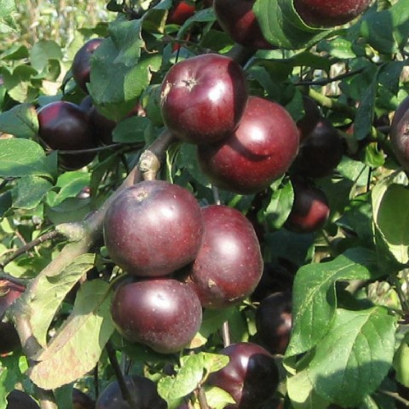 Appel fruitboom - Malus domestica Api Noir
