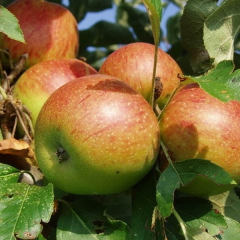 Appel fruitboom - Malus domestica Benoni