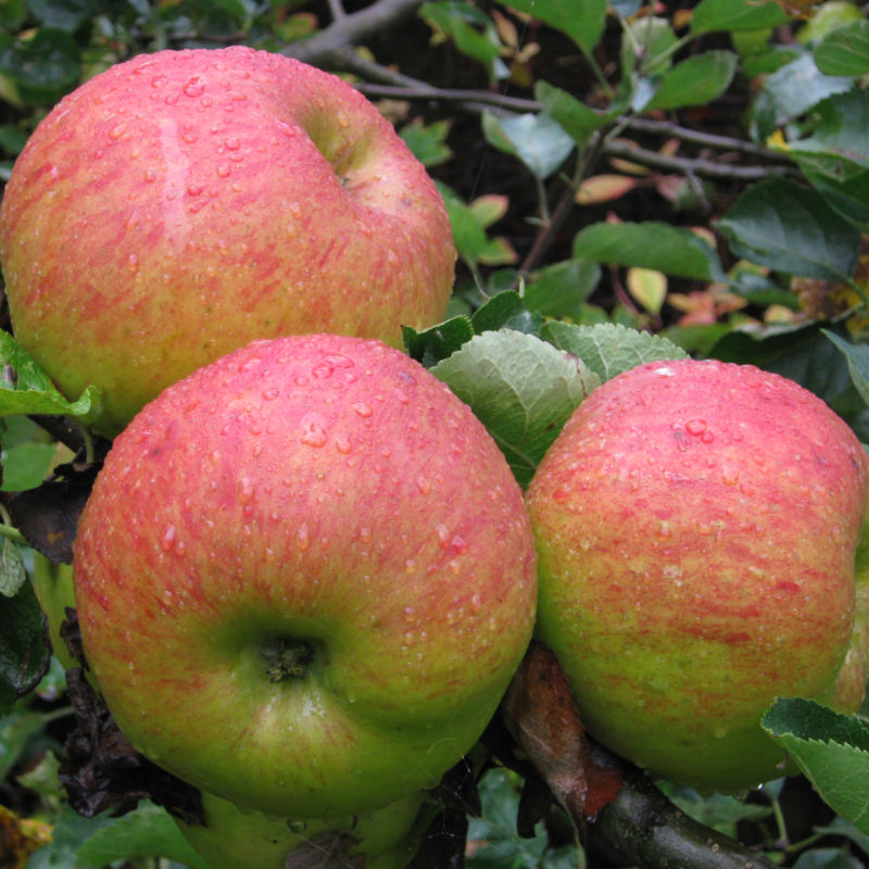Appel fruitboom - Malus domestica Bramley's Seedling