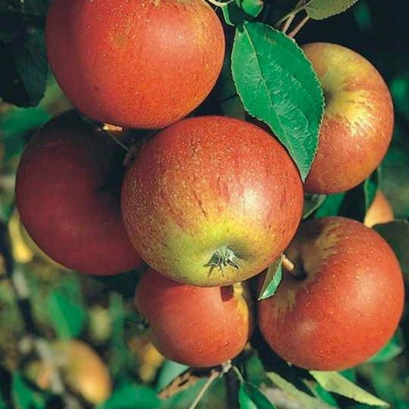 Appel fruitboom - Malus domestica Cox's Orange Pippin