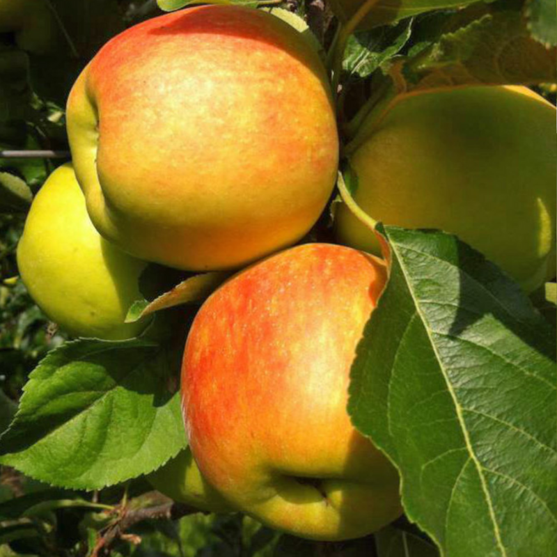 Appel fruitboom - Malus domestica Delcorf