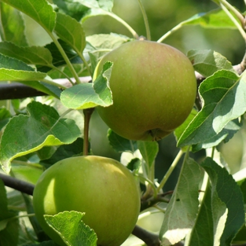 Appel fruitboom - Malus domestica Dubbele Binderzoet