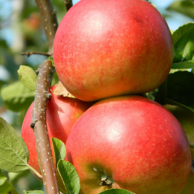 Appel fruitboom - Malus domestica Ecolette