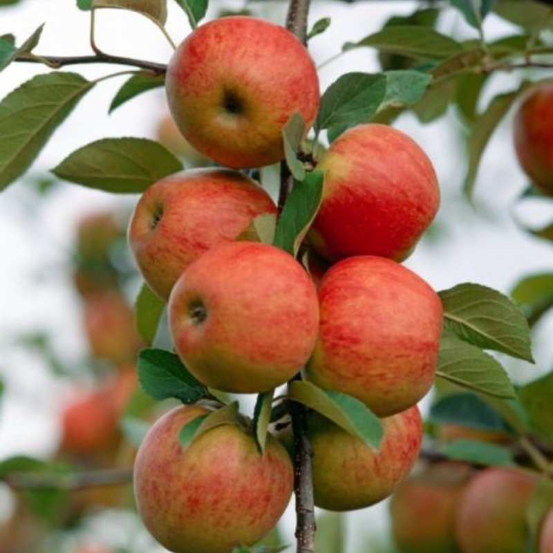Appel fruitboom - Malus domestica Elstar -1