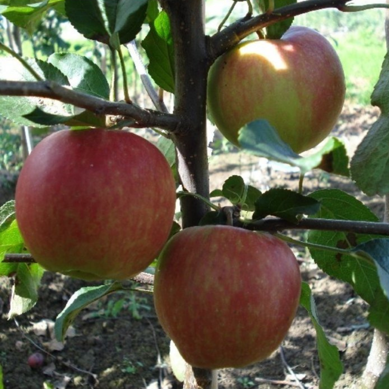 Appel fruitboom - Malus domestica Gala