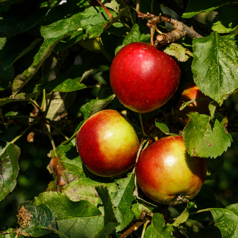 Appel fruitboom - Malus domestica Glorie van Holland