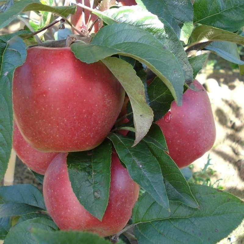 Appel fruitboom - Malus domestica Gloster
