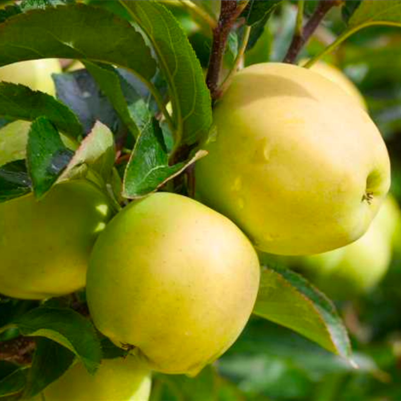 Appel fruitboom - Malus domestica Golden Delicious -1
