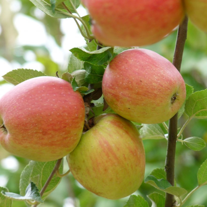 Appel fruitboom - Malus domestica Groninger Kroon