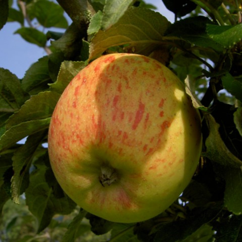 Appel fruitboom - Malus domestica Groninger Pippeling