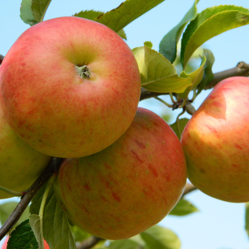 Appel fruitboom - Malus domestica James Grieve