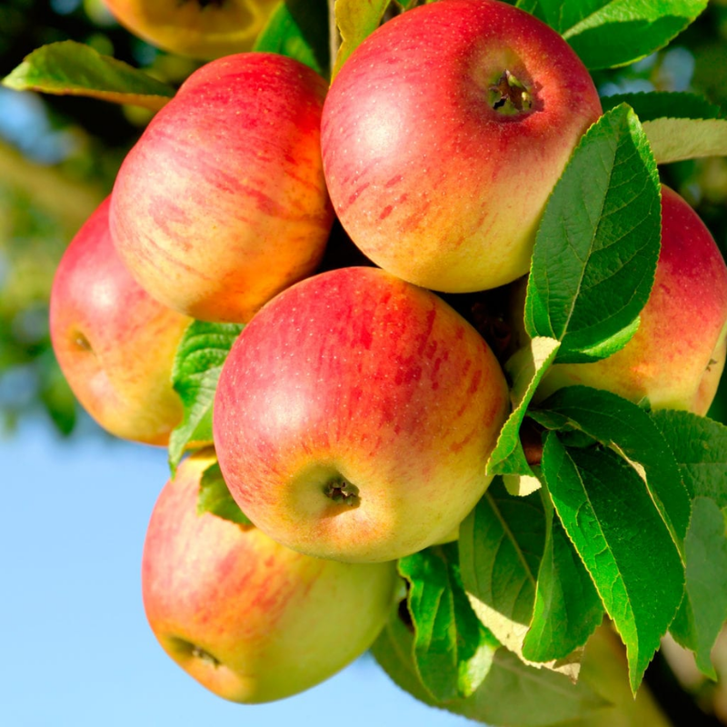 Appel fruitboom - Malus domestica Jonagold