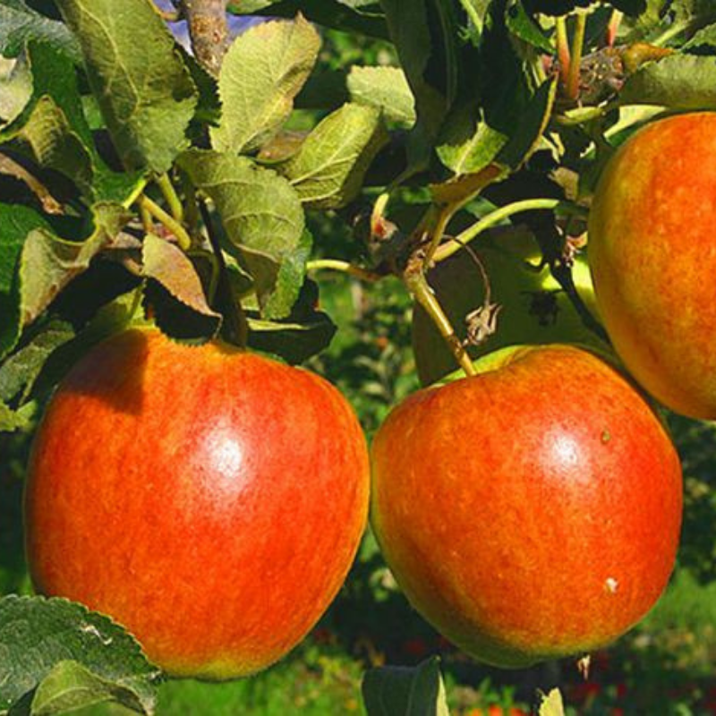 Appel fruitboom - Malus domestica Katja