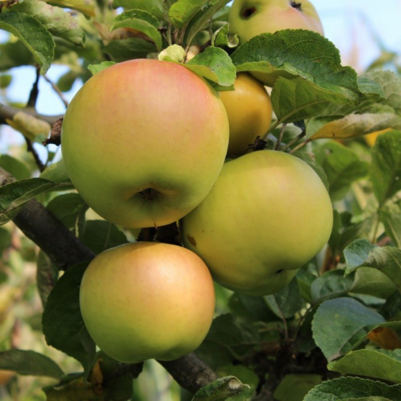 Appel fruitboom - Malus domestica Landsberger Renette