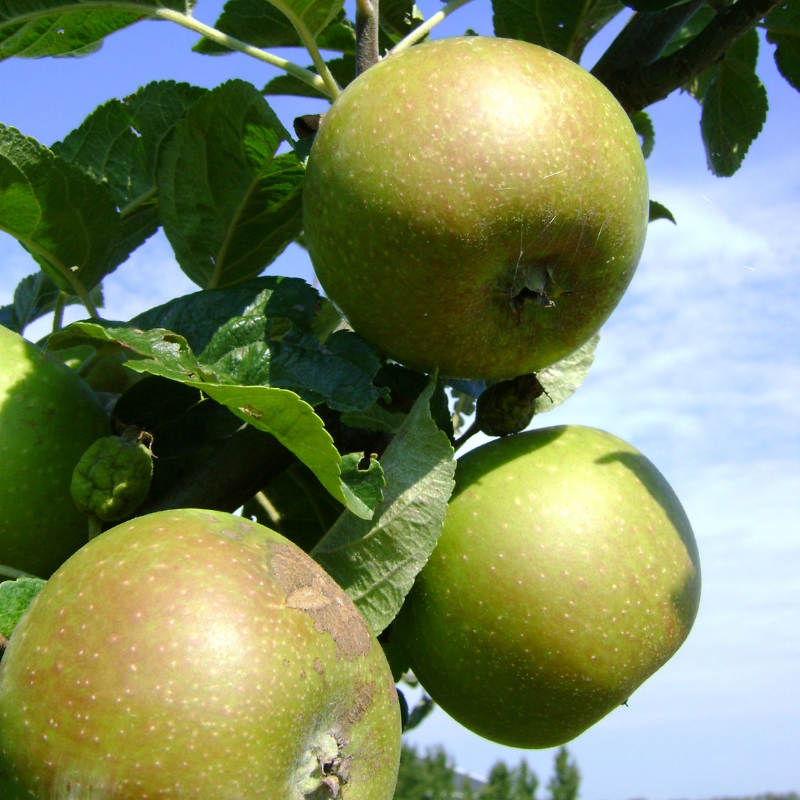 Appel fruitboom - Malus domestica Luntersche Pippeling