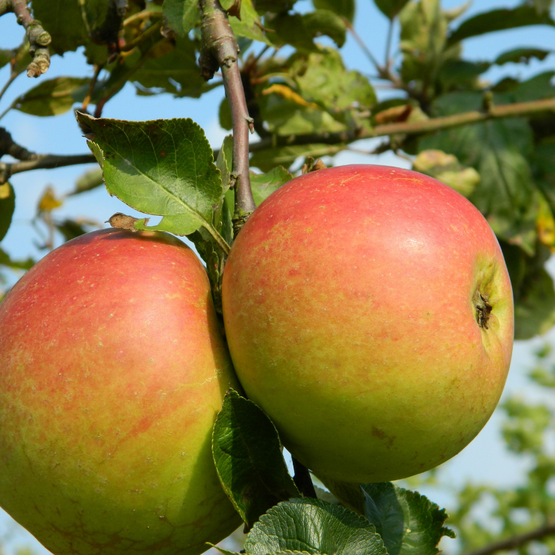 Appel fruitboom - Malus domestica Notarisappel