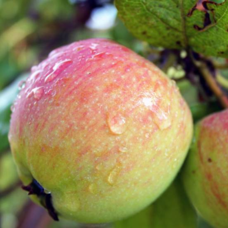 Appel fruitboom - Malus domestica Rambour d'Hiver -1