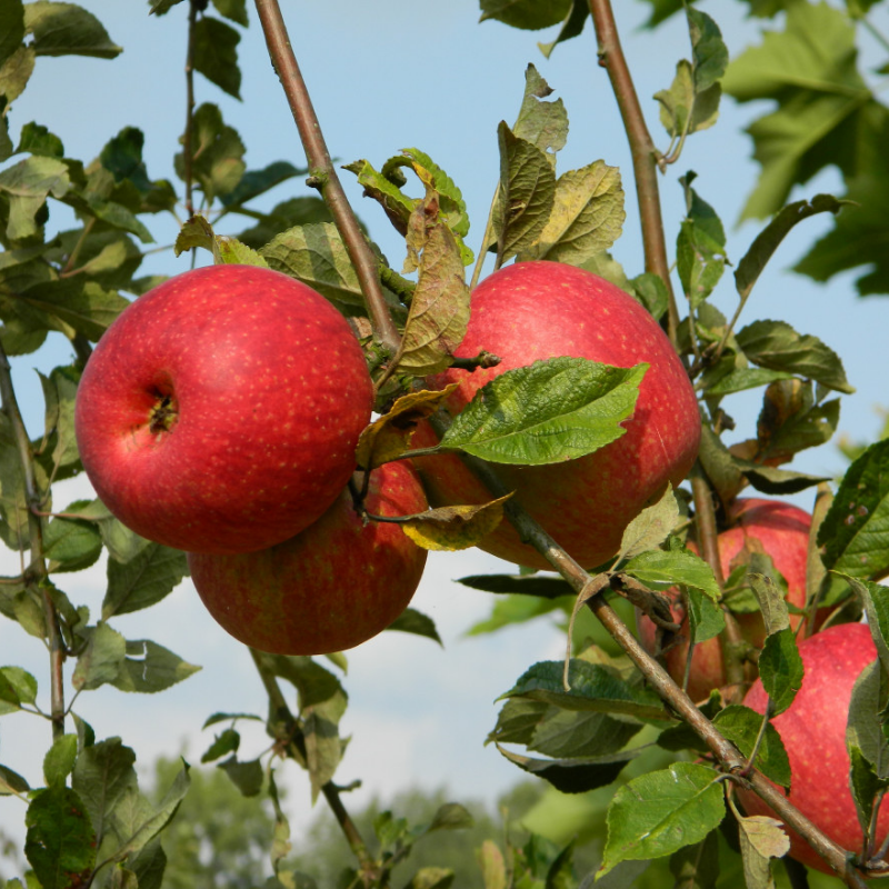 Appel fruitboom - Malus domestica Red Devil