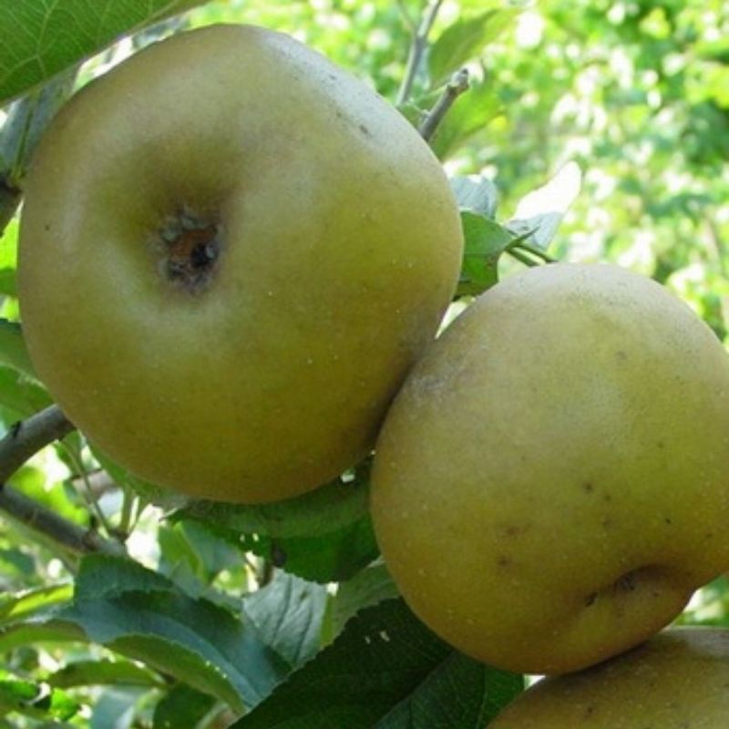 Appel fruitboom - Malus domestica Reinette du Canada -1
