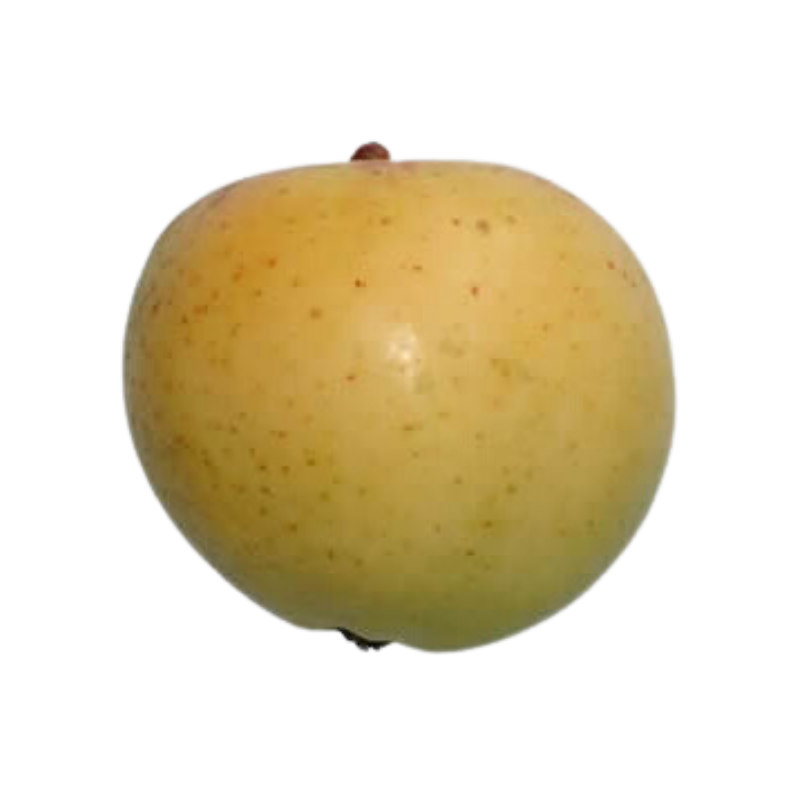 Appel fruitboom - Malus domestica Reinette van Ekenstein