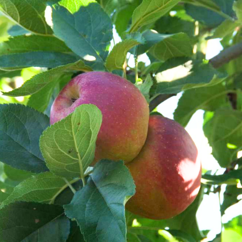 Appel fruitboom - Malus domestica Rode Boskoop Schmitz Hübsch -1
