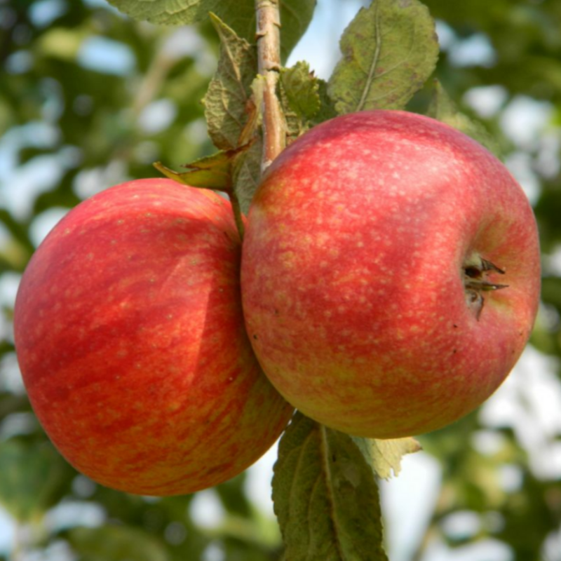 Appel fruitboom - Malus domestica Rode Dijkmanszoet