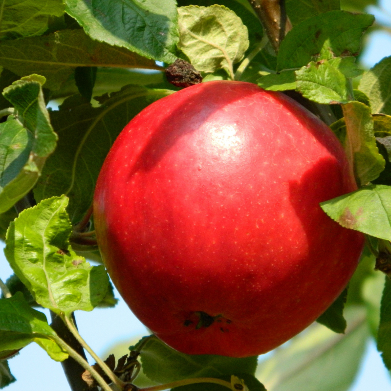 Appel fruitboom - Malus domestica Rode Jonathan