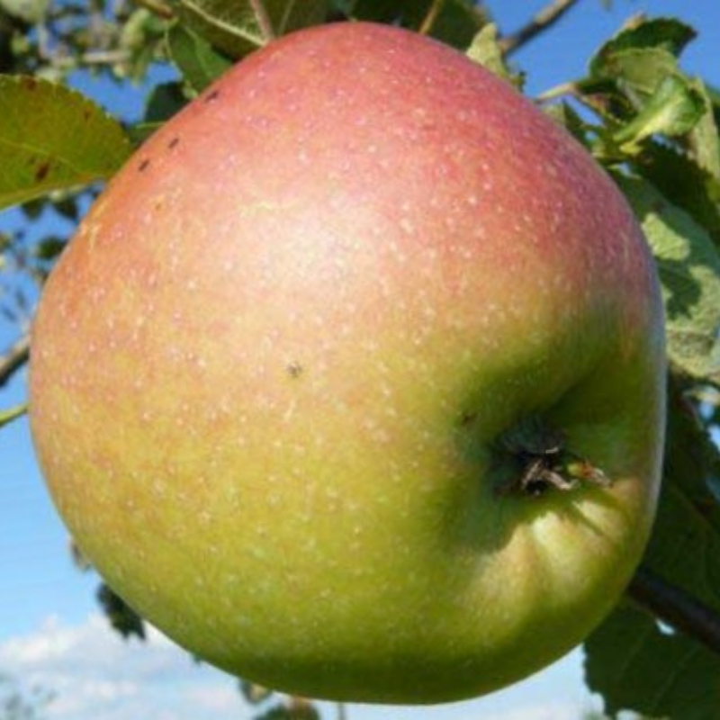 Appel fruitboom - Malus domestica Rode Pippeling