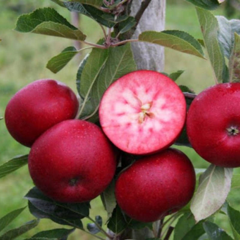 Appel fruitboom - Malus domestica Rosette