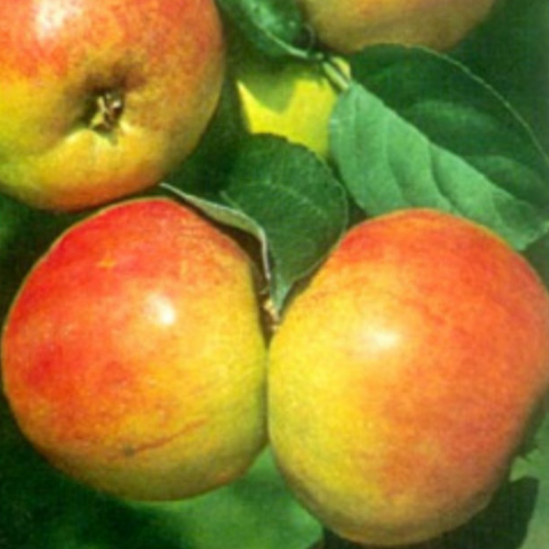 Appel fruitboom - Malus domestica Roter Gravensteiner
