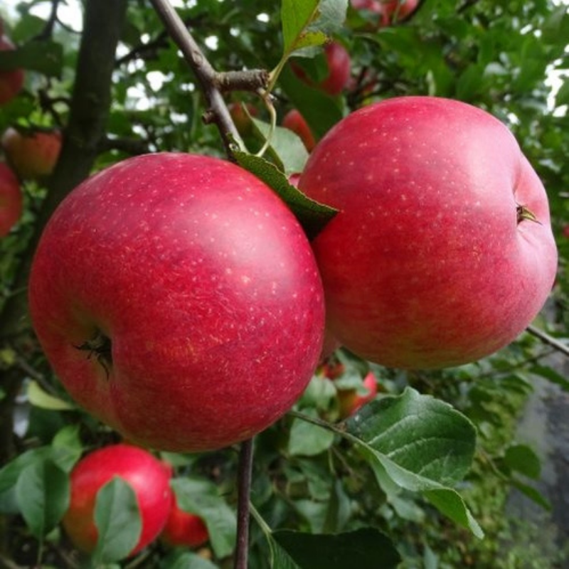 Appel fruitboom - Malus domestica Santana