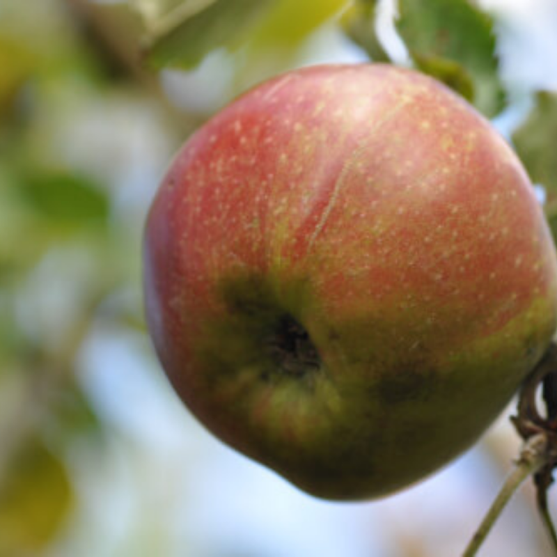 Appel fruitboom - Malus domestica Schellinkhouter