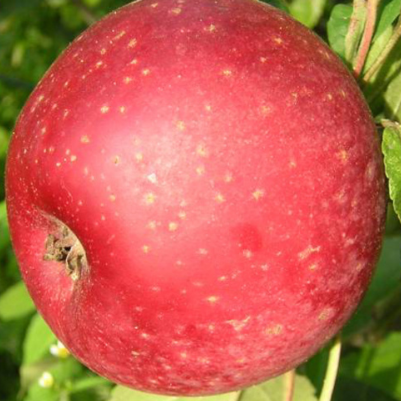 Appel fruitboom - Malus domestica Sterappel