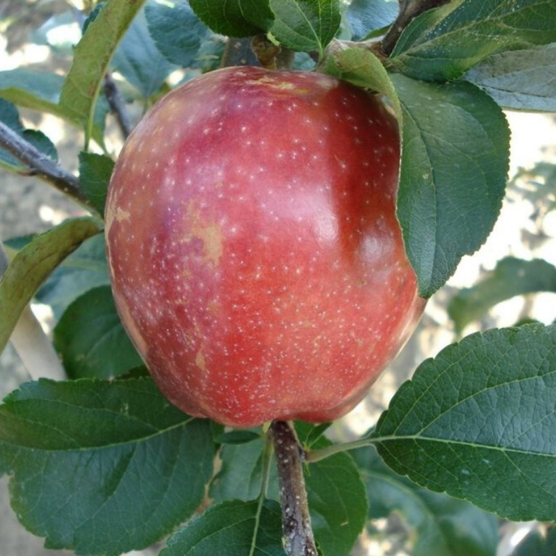 Appel fruitboom - Malus domestica Summerred