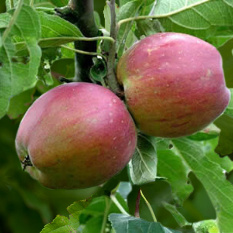 Appel fruitboom - Malus domestica Tulpappel