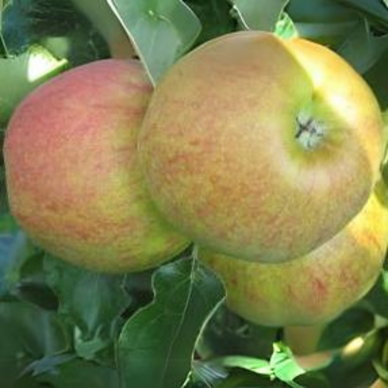 Appel fruitboom - Malus domestica Veendammer Glorie