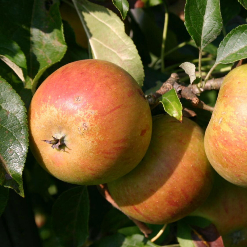Appel fruitboom - Malus domestica Woudbloem Reinette -1