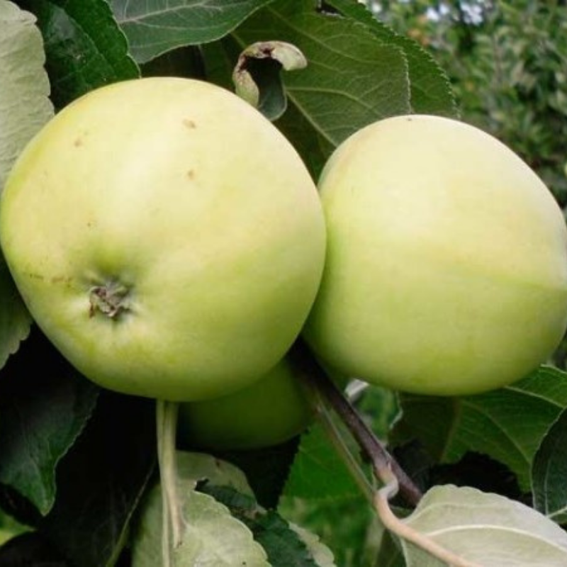 Appel fruitboom - Malus domestica Yellow Transparant