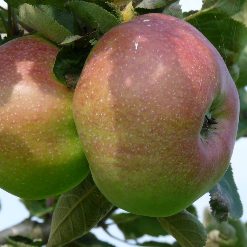 Appel fruitboom - Malus domestica Zoete Ermgaard -1