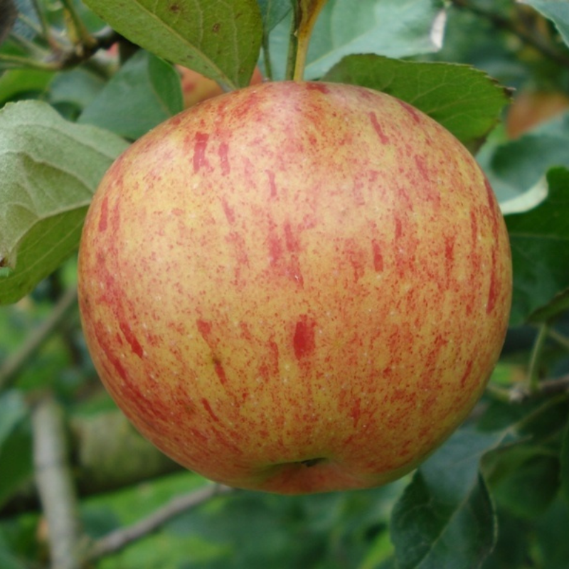 Appel fruitboom - Malus domestica Zoete Kroon